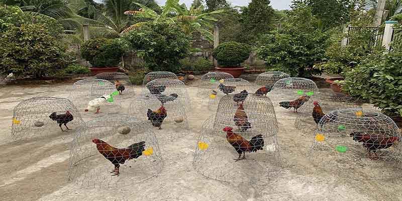 Bật Mí Trại Gà Mít Trà Cú Có Quy Mô Khủng Nhất Tại Miền Tây 4 Trại gà Mít Trà Cú có vô vàn dòng gà đẳng cấp nhất thời điểm hiện nay